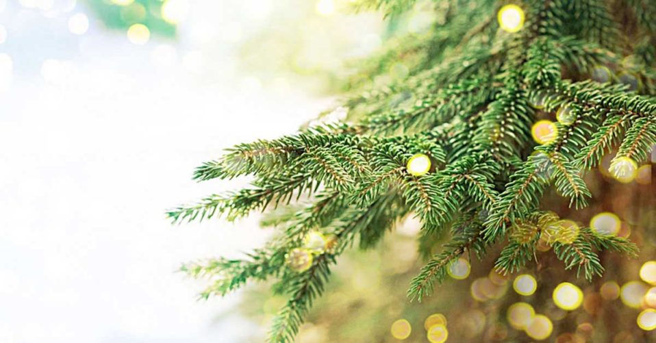 St. Raymond Catholic Church in Dublin Tree Lighting & Christmas